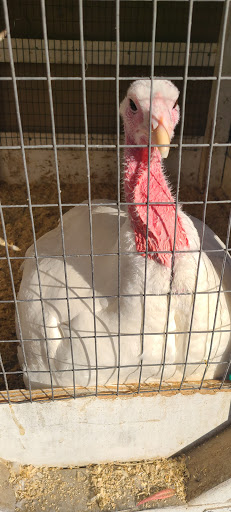 Animal Feed Store «Farmers Feed & Pet Supply», reviews and photos, 1302 E Miner Ave, Stockton, CA 95205, USA