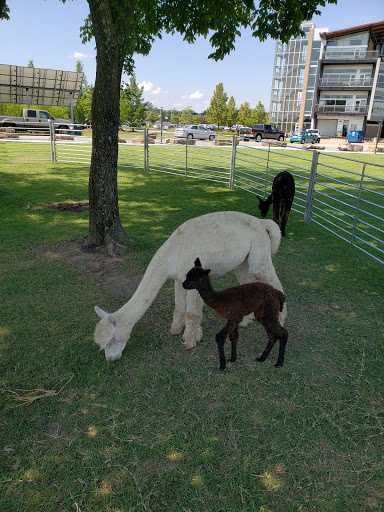 Sightseeing Tour Agency «Segway of Arkansas», reviews and photos, 404 E 3rd St, Little Rock, AR 72202, USA