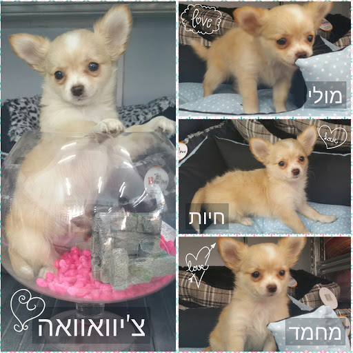 Shops to buy dogs in Tel Aviv