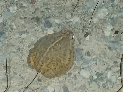 Park «W. Wayne Bunker Family Park», reviews and photos, 7351 W Alexander Rd, Las Vegas, NV 89129, USA