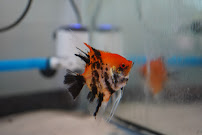 Pet Travel Online - Photo 9 - Car repair in Raleigh, NC, Raleigh