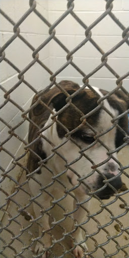 Animal Shelter «South Suburban Humane Society», reviews and photos