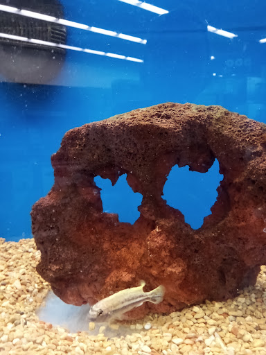 Pet Supply Store «Petco Animal Supplies», reviews and photos, 1704 US Hwy 27 S, Sebring, FL 33870, USA