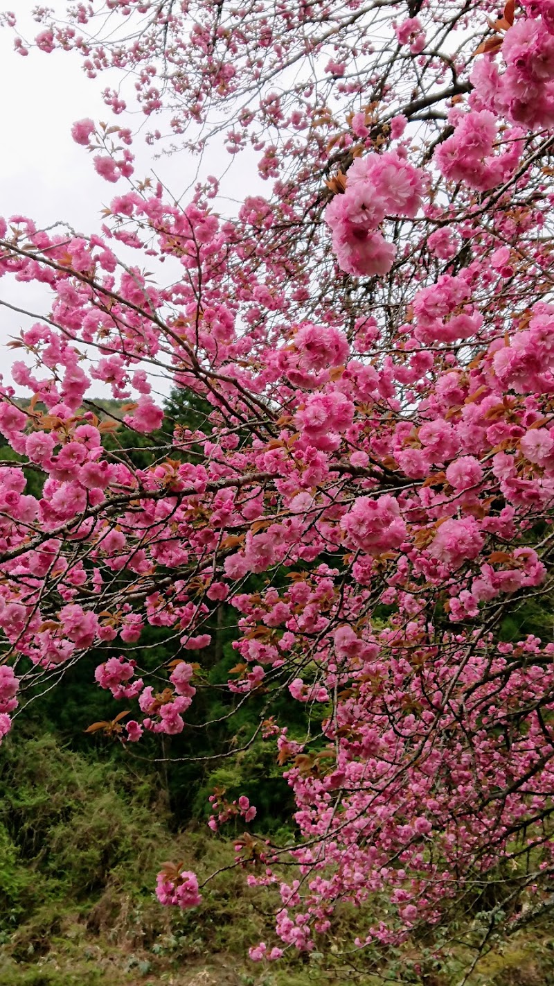 福本の八重桜