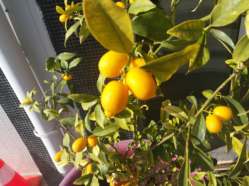 Datça Yılmaz Kardeşler Anadolu Lisesi