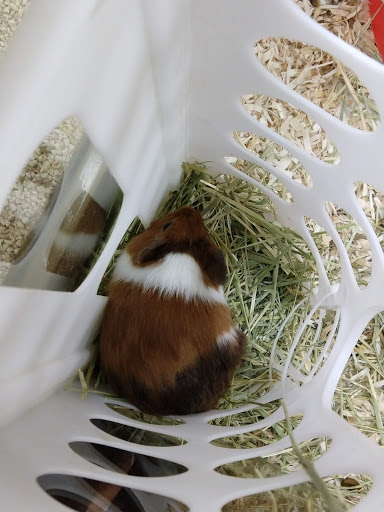 Pet Supply Store «Pet Supermarket», reviews and photos, 268 Grande Heights Dr, Cary, NC 27513, USA