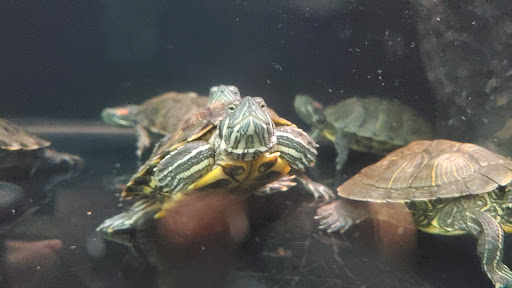 Pet Supply Store «Petco Animal Supplies», reviews and photos, 18578 Coastal Hwy #12, Rehoboth Beach, DE 19971, USA