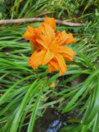 Botanical Garden «Botanical Gardens At Asheville», reviews and photos, 151 W .T. Weaver Blvd, Asheville, NC 28804, USA