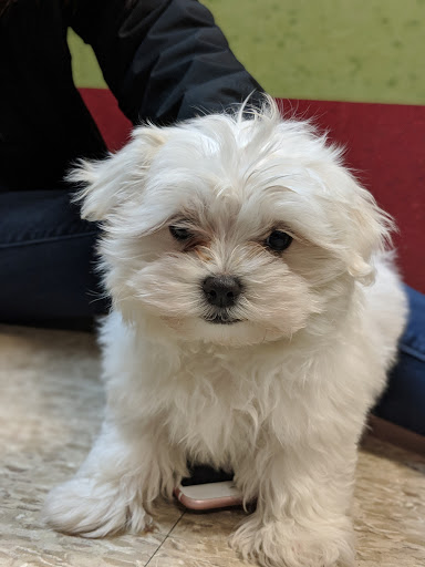 Pet Store «All Pets Club», reviews and photos, 405 Queen St, Southington, CT 06489, USA