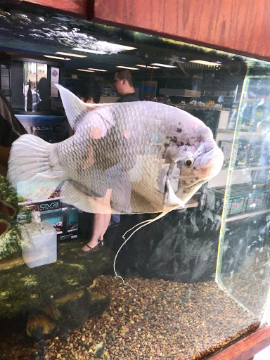 Pet Store «The Aquarium & Fish Store», reviews and photos, 710 W Lumsden Rd, Brandon, FL 33511, USA