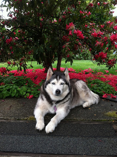 Golf Club «Fircrest Golf Club», reviews and photos, 1500 Regents Blvd, Fircrest, WA 98466, USA