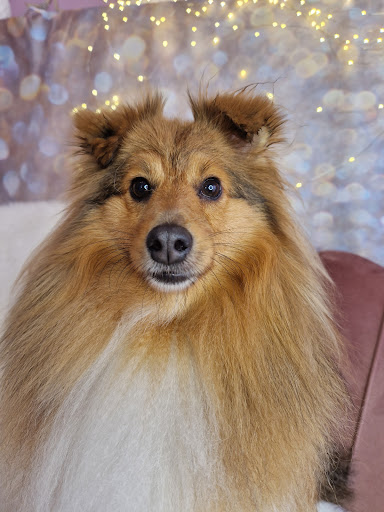 Vronis Hundesalon - Vronis Dog Grooming unter Vilseck, 