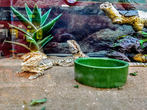 Pet Supply Store «Petco Animal Supplies», reviews and photos, 92 Cluff Crossing Rd, Salem, NH 03079, USA