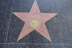 Lassie's Star image