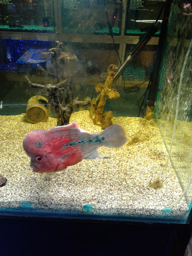 Pet Store «Greenwood Pets & Plants», reviews and photos, 13983 E 9 Mile Rd, Warren, MI 48089, USA