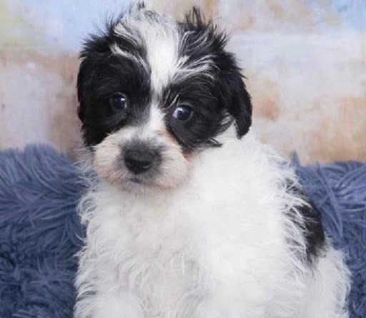 Pet Store «Pet Express», reviews and photos, 250 Granite St, Braintree, MA 02184, USA