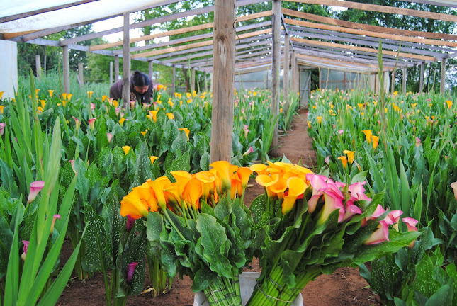 Flores de Luz