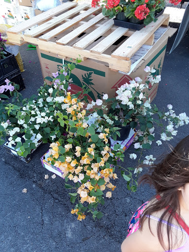 Flea Market «The Mission Market Open Air Market», reviews and photos, 207 W Chavaneaux Rd, San Antonio, TX 78221, USA