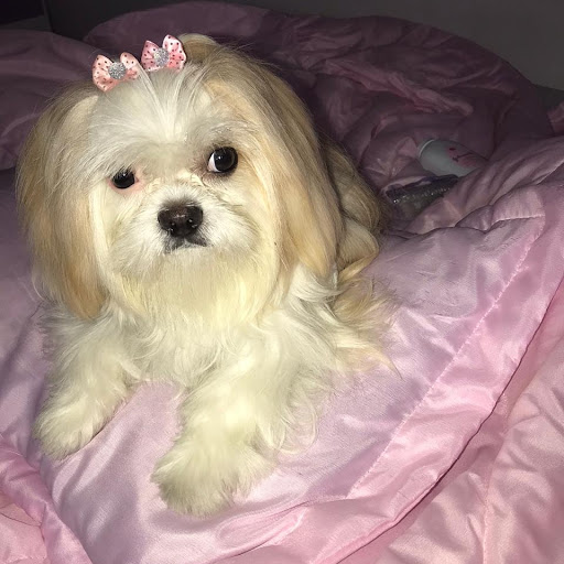 Clínica Veterinária Celebridog em Carapicuíba - SP