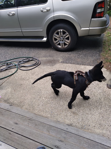 Pet Supply Store «Pet Supplies Plus», reviews and photos, 494 Westgate Dr, Brockton, MA 02301, USA