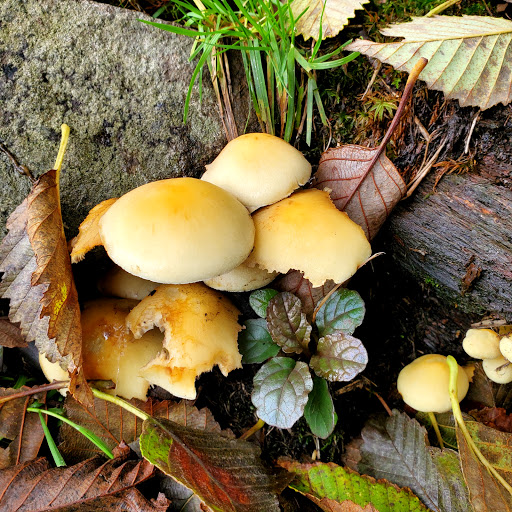 Campground «Hard Rain Cafe», reviews and photos, 5763 Upper Hoh Rd, Forks, WA 98331, USA