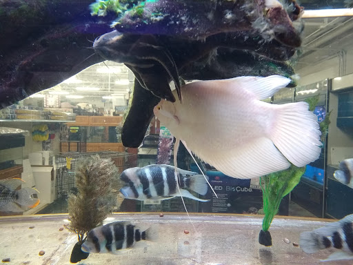 Pet Store «The Pet Zone», reviews and photos, 20 W Oak St, Pittston, PA 18640, USA