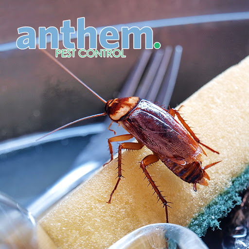Cockroach disinfection Atlanta