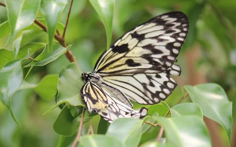 Butterfly Park Antalya image