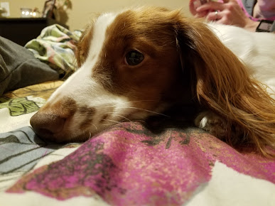 Arlington Heights Veterinary Hospital - South