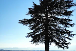 Bagratis Giant Tree image