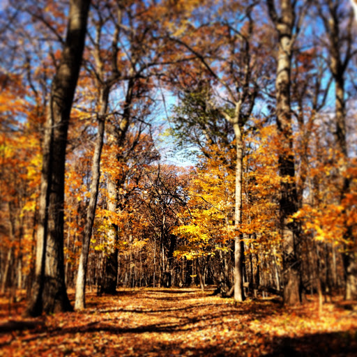 Nature Preserve «Forest Preserves of Cook County», reviews and photos, 9460 S Dee Rd, Park Ridge, IL 60068, USA