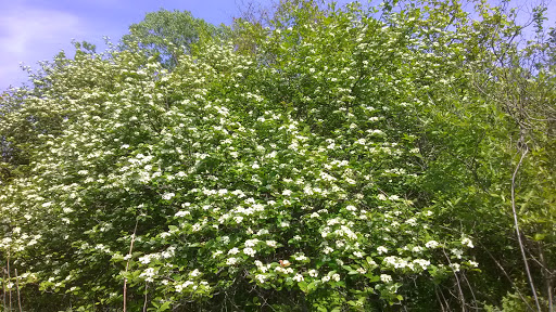 Nature Preserve «Greenbelt Forest Preserve», reviews and photos, 1110 S Green Bay Rd, North Chicago, IL 60035, USA