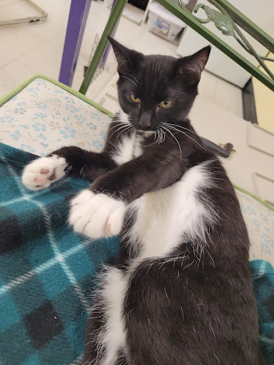 Pet Supply Store «Petco Animal Supplies», reviews and photos, 8775 SW Tualatin-Sherwood Rd, Tualatin, OR 97062, USA