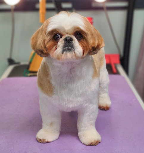 Alison's Pet Grooming