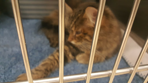 Pet Supply Store «PetSmart», reviews and photos, 4540 Grape Rd, Mishawaka, IN 46545, USA