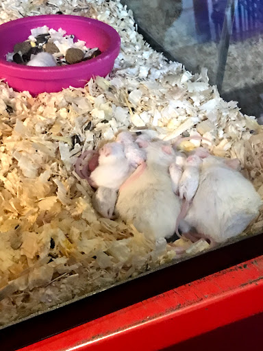 Pet Supply Store «Pet Club Hayward», reviews and photos, 27451 Hesperian Blvd, Hayward, CA 94545, USA