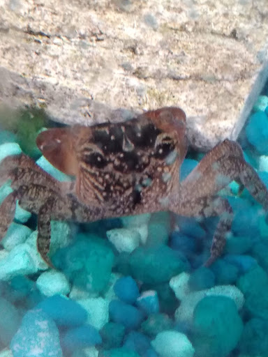 Pet Supply Store «PetSmart», reviews and photos, 1300 John F Kennedy Rd, Dubuque, IA 52002, USA