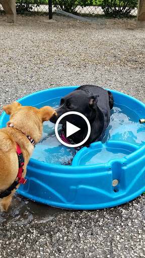 Dog Park «Wiggly Field Dog Friendly Area», reviews and photos, 2645 N Sheffield Ave, Chicago, IL 60614, USA