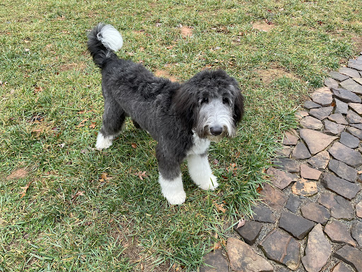 Pet Supply Store «PetSmart», reviews and photos, 4749 Valley View Blvd NW, Roanoke, VA 24012, USA