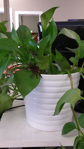 Office Furniture Store «Jamesville Office Furnishings», reviews and photos, 11309 Folsom Blvd, Rancho Cordova, CA 95742, USA