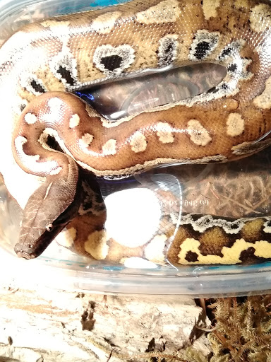 Pet Store «Critter Castle», reviews and photos, 1461 Boiling Springs Rd, Spartanburg, SC 29303, USA