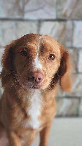 Horarios de Peluqueria canina orgánica y natural
