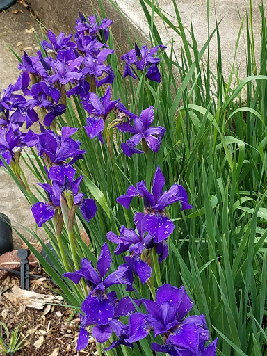 Park «Dr. Martin Luther King Jr. Park», reviews and photos, 42 N Farnsworth Ave, Aurora, IL 60505, USA