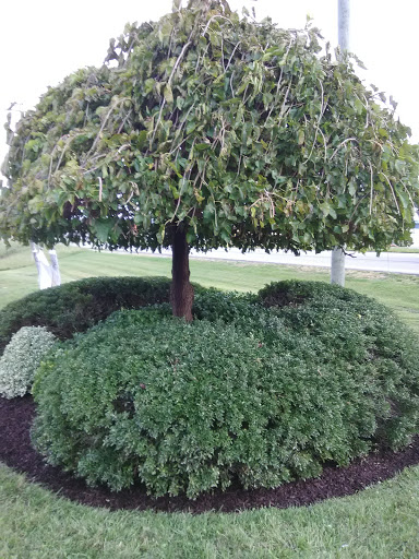 Fast Food Restaurant «Sonic Drive-In», reviews and photos, 2917 KY-1629, Corbin, KY 40701, USA