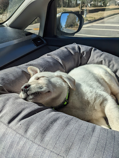 Pet Supply Store «PetSmart», reviews and photos, 1110 Hospitality Dr, Rock Hill, SC 29730, USA