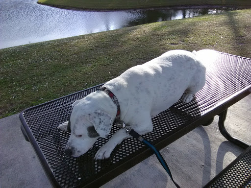 Pet Supply Store «Petco Animal Supplies», reviews and photos, 1753 St Lucie W Blvd, Port St Lucie, FL 34986, USA