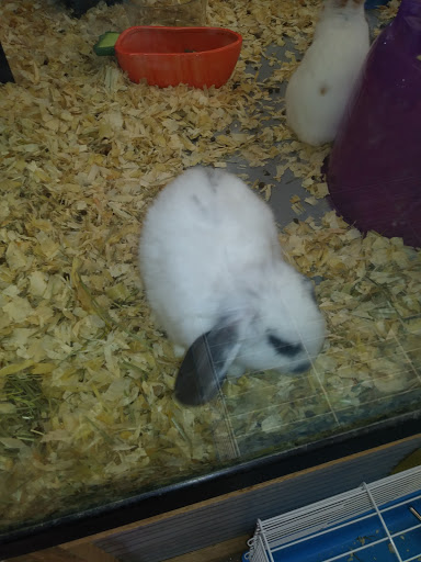 Pet Store «Greenwood Pets & Plants», reviews and photos, 13983 E 9 Mile Rd, Warren, MI 48089, USA