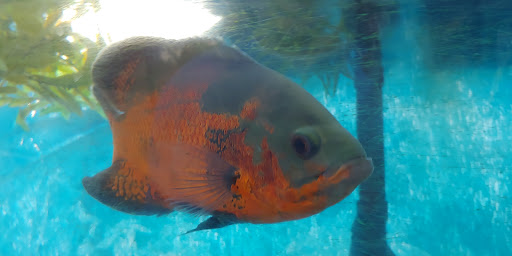 Pet Store «Island Pet Shop», reviews and photos, 55 Goodwin Dr # 102, Merritt Island, FL 32952, USA