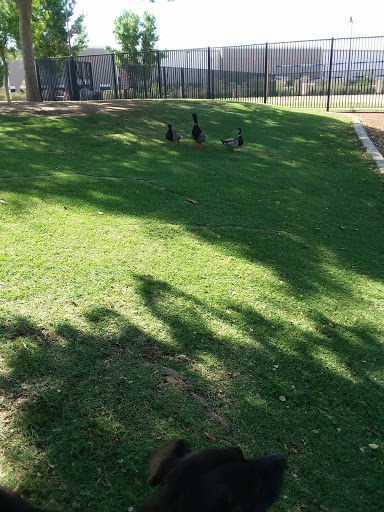 Recreation Center «Rio Vista Recreation Center», reviews and photos, 8866 W Thunderbird Rd, Peoria, AZ 85381, USA