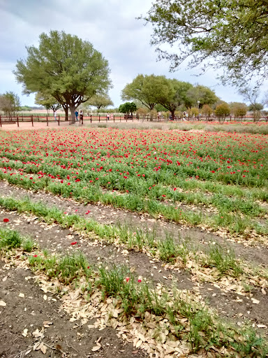 Gift Shop «Christmas Shoppe», reviews and photos, 132 S Main St, Boerne, TX 78006, USA
